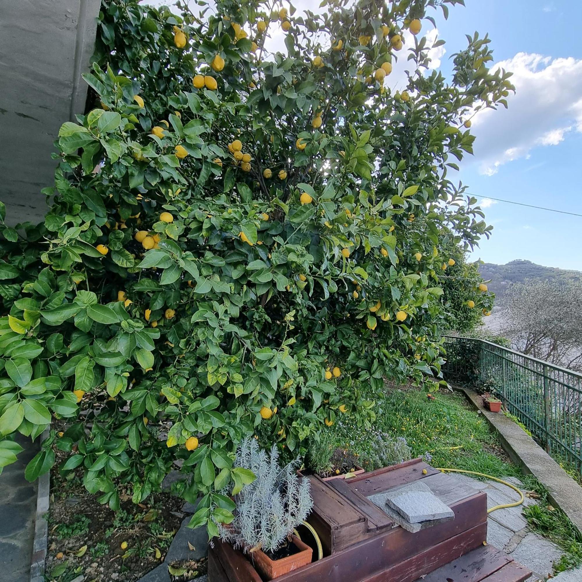 B&B La Terrazza Sui Fieschi Cogorno Bagian luar foto